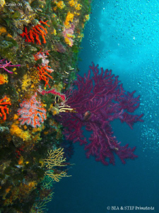 Colourful wall. Calanques de Cassis. Canon G10 & Inon D2000. by Bea & Stef Primatesta 